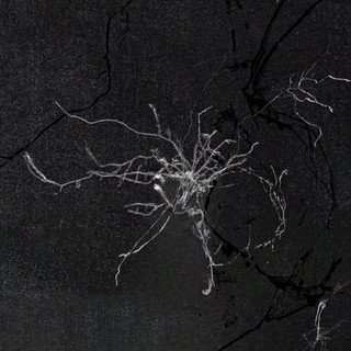 Zaliva-D