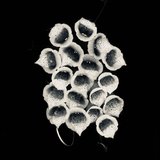 View Fallin' (Lenzman Remix) track details