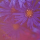 View Purple (Original Mix) track details