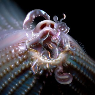 View Oral (Olof Dreijer Remix) track details