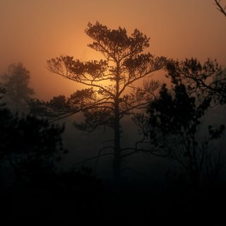 View Golden Leaves (Sarah Watson Rework) track details