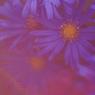 Purple (Original Mix)